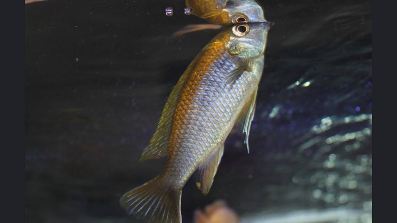 Gephyrochromis lawsi 'Londo'